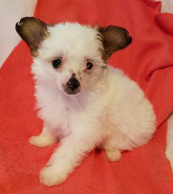 By Angel Wings Dream a Little Dream of Me