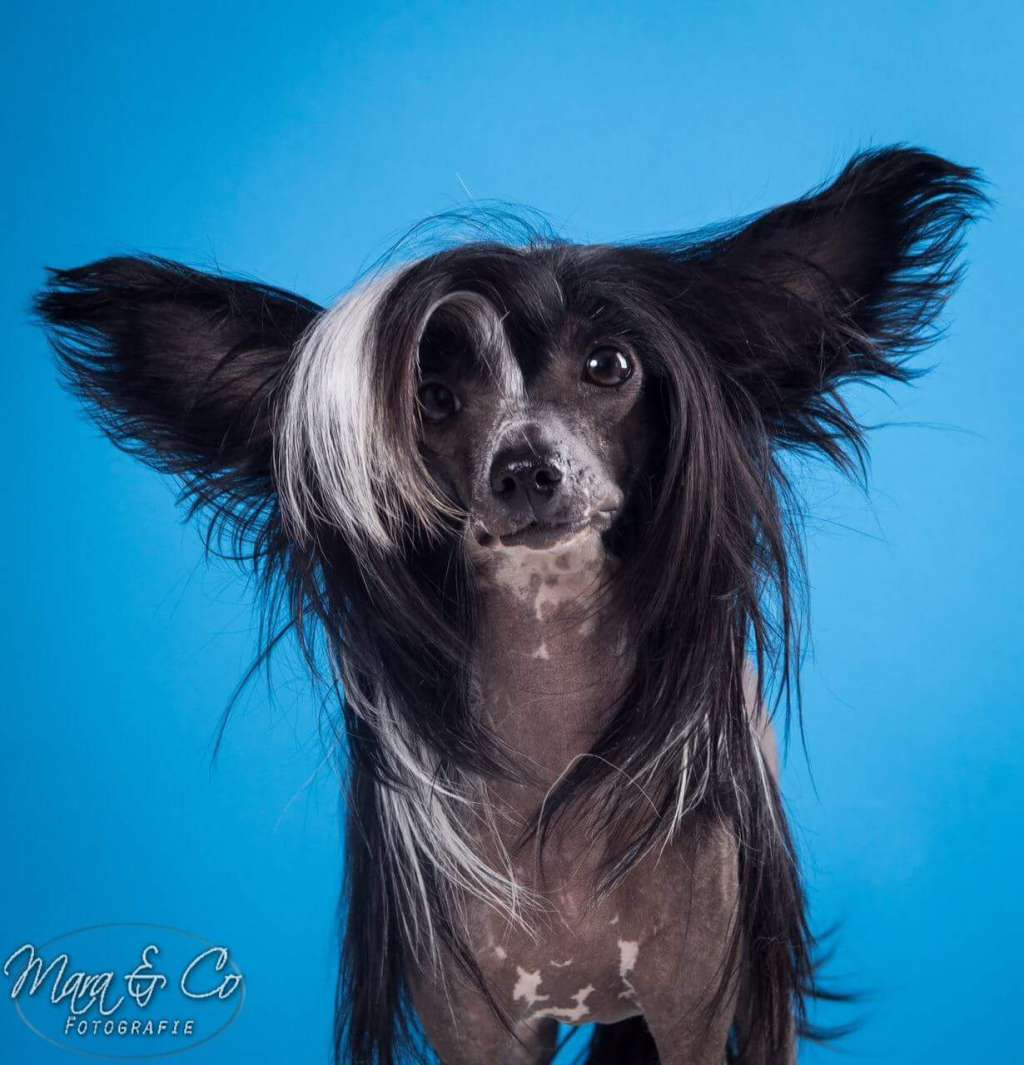 Waggingtail Barbariska