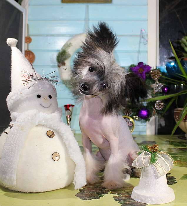 Angel O' Check Polka