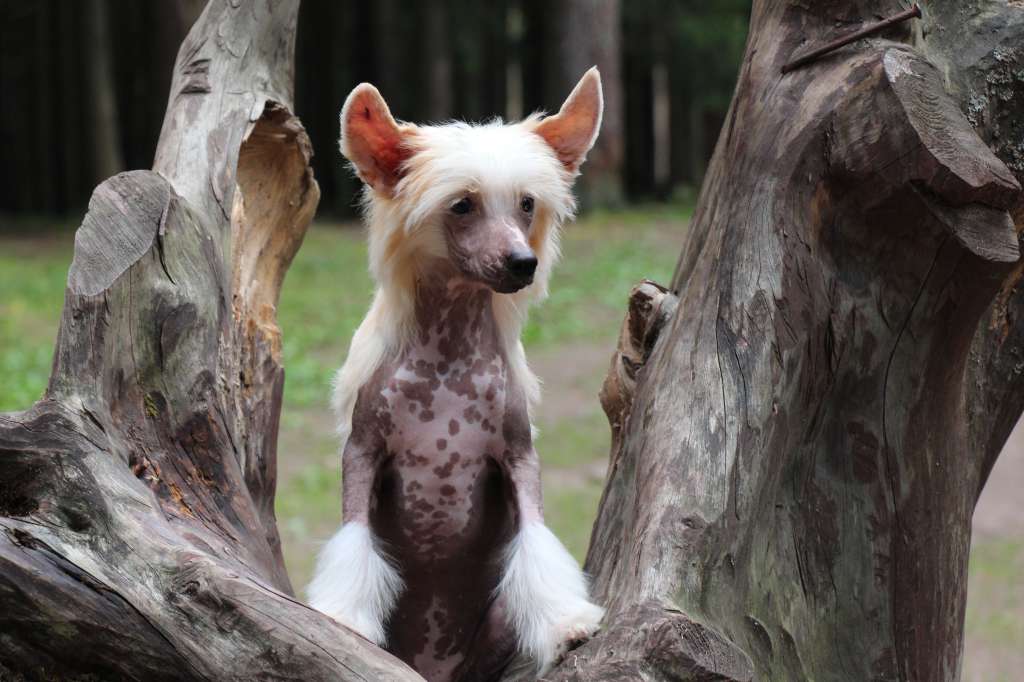 Bella Constanta Ray of Sunshine