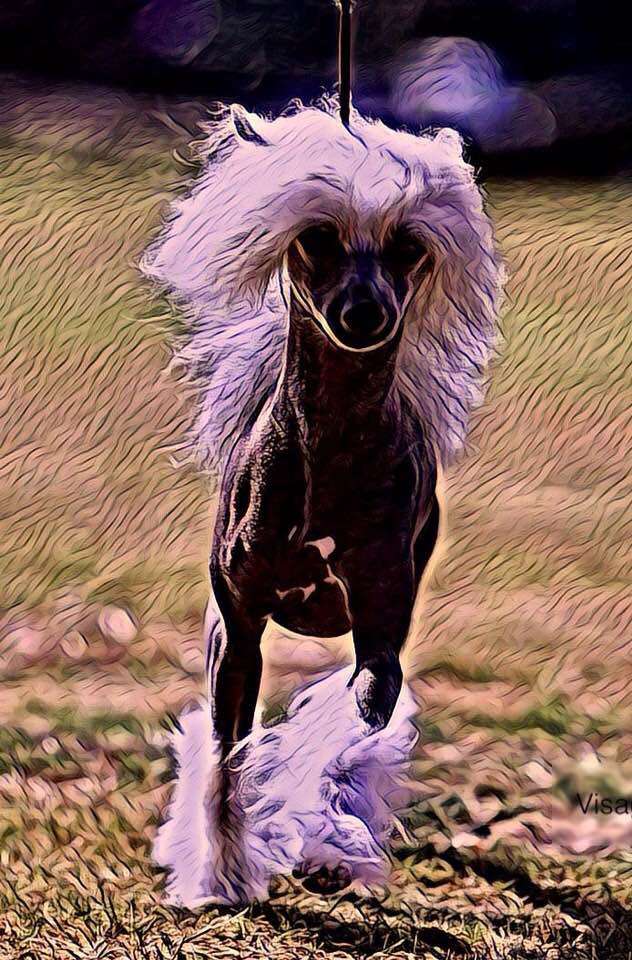 Yorkhouse Warrior King