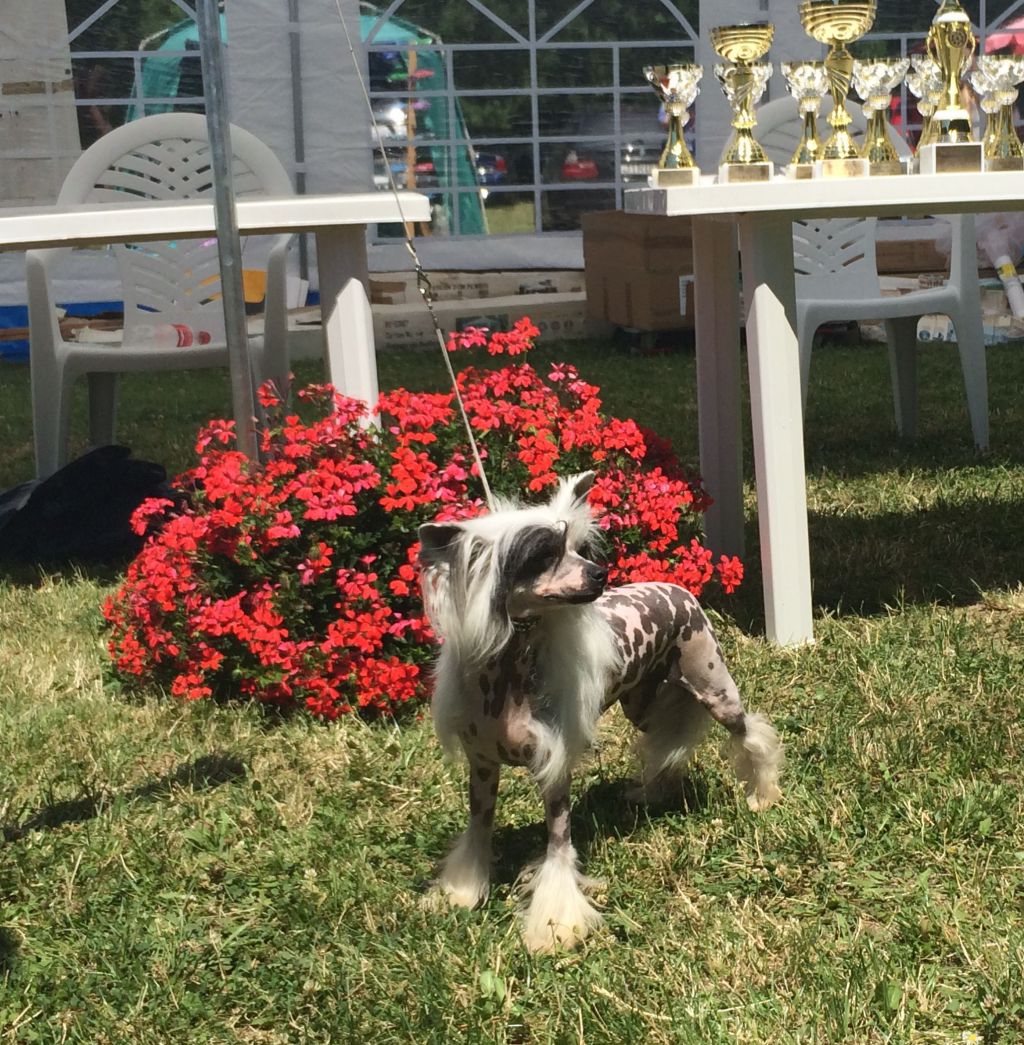 White Pearl  von Shinbashi