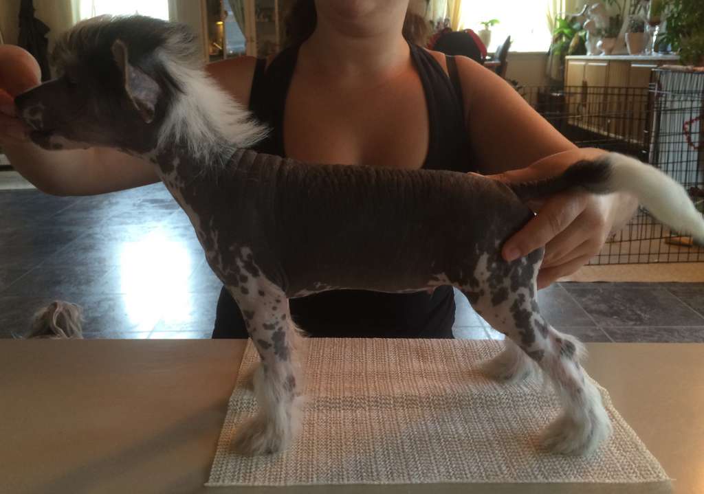 Absolute Souls Shadow Hunter