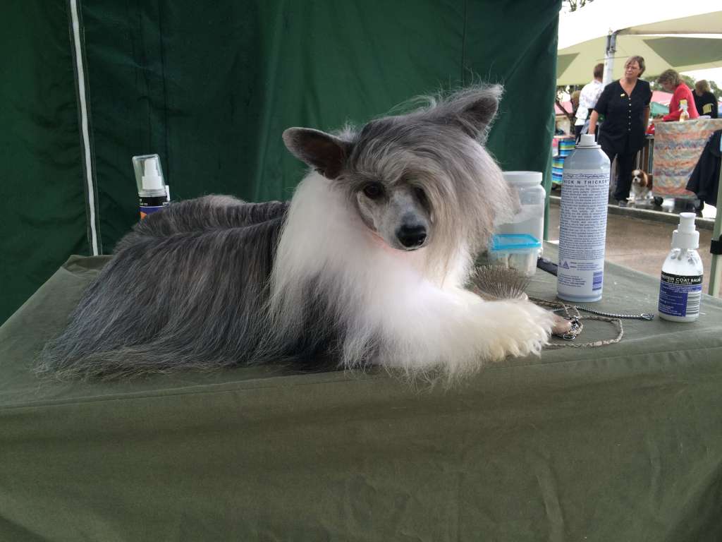 CH Kychie fine n dandie