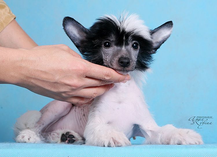 Dogland Happy Ganmore