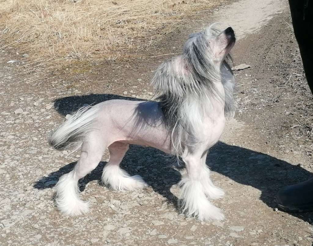 Stormblåstens Baobhan Sith