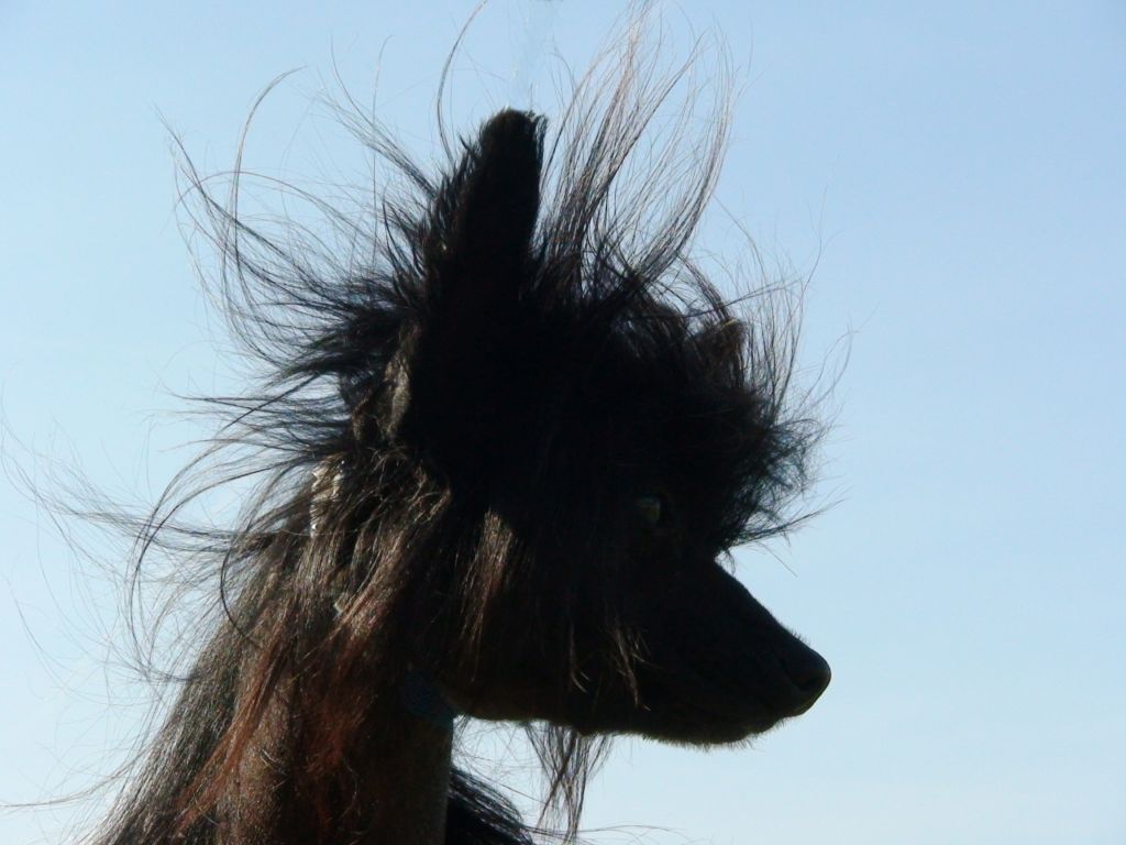 Puf N Stufs Here Comes A Spider