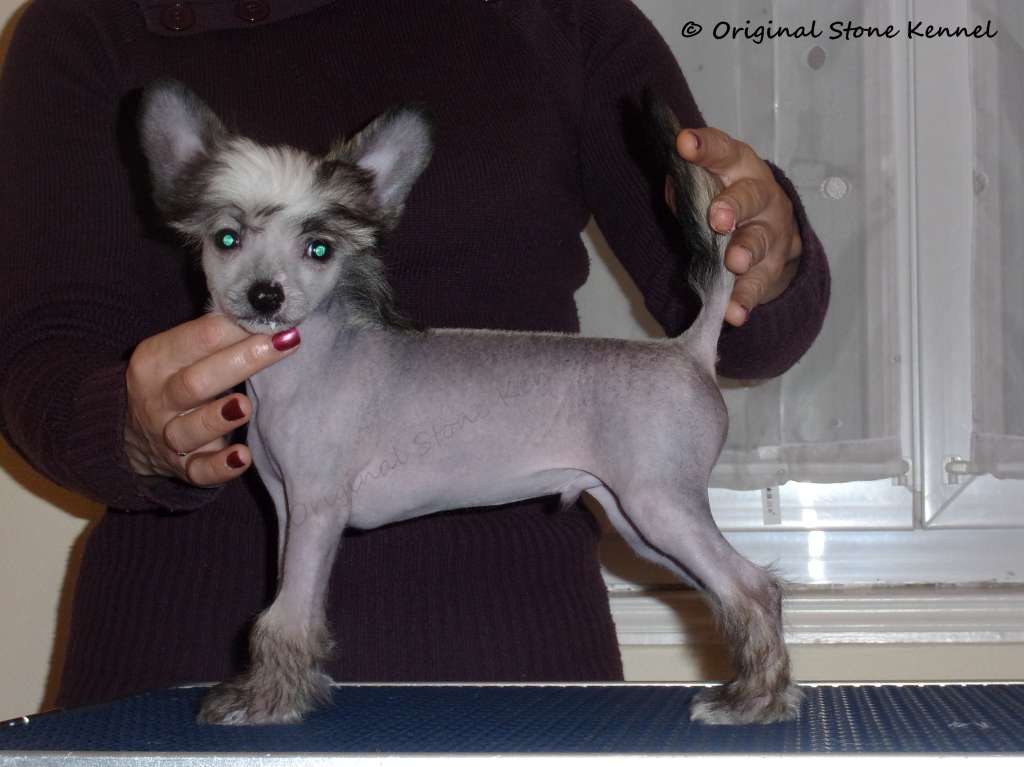 Original Stone Miami Beach