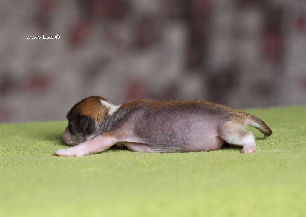 Family  Mar's  Fialka  Monmartra