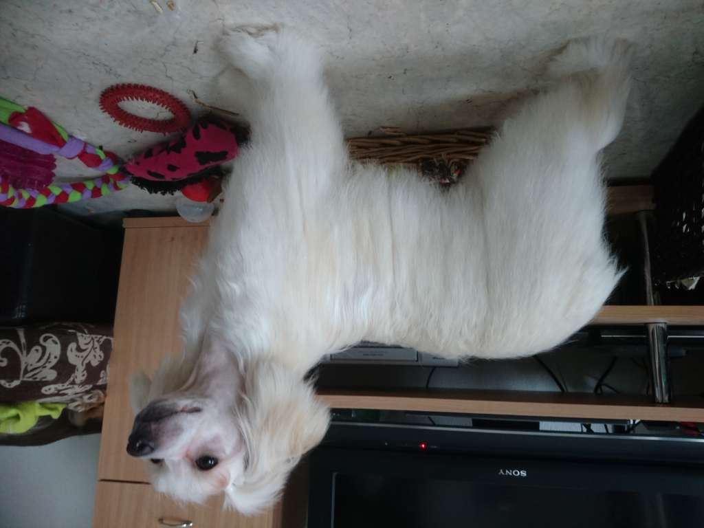 Fiabella's Chupa Chups Vanilla