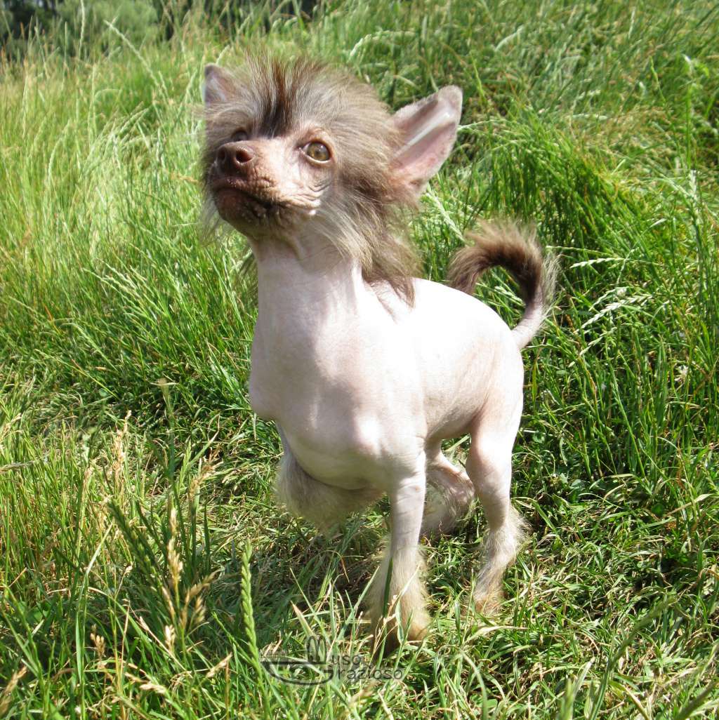 Muso Grazioso Feinoa Dearest