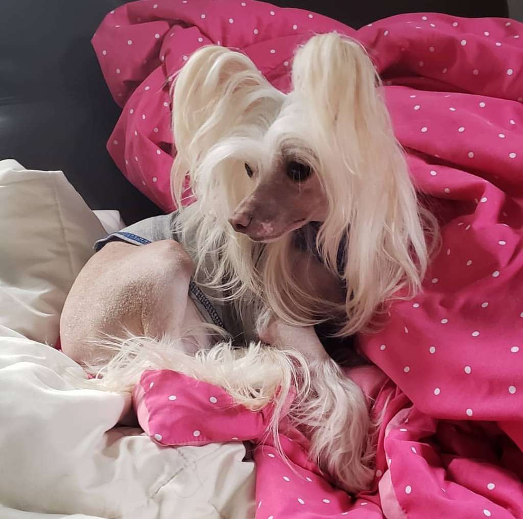 Legion Of Dream Happiness With You