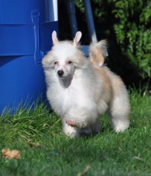 Hidyllique Little Champs