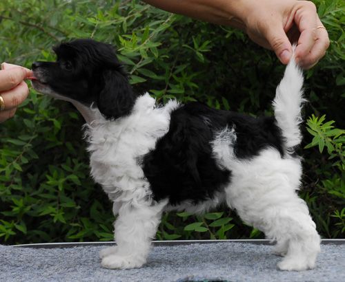 Princess Leia's Black Or White