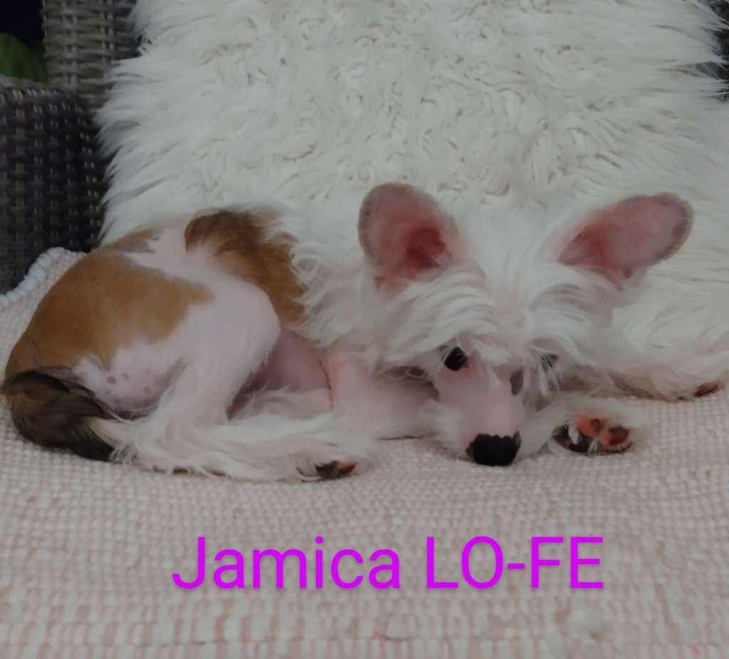 Jamica Lo-fe