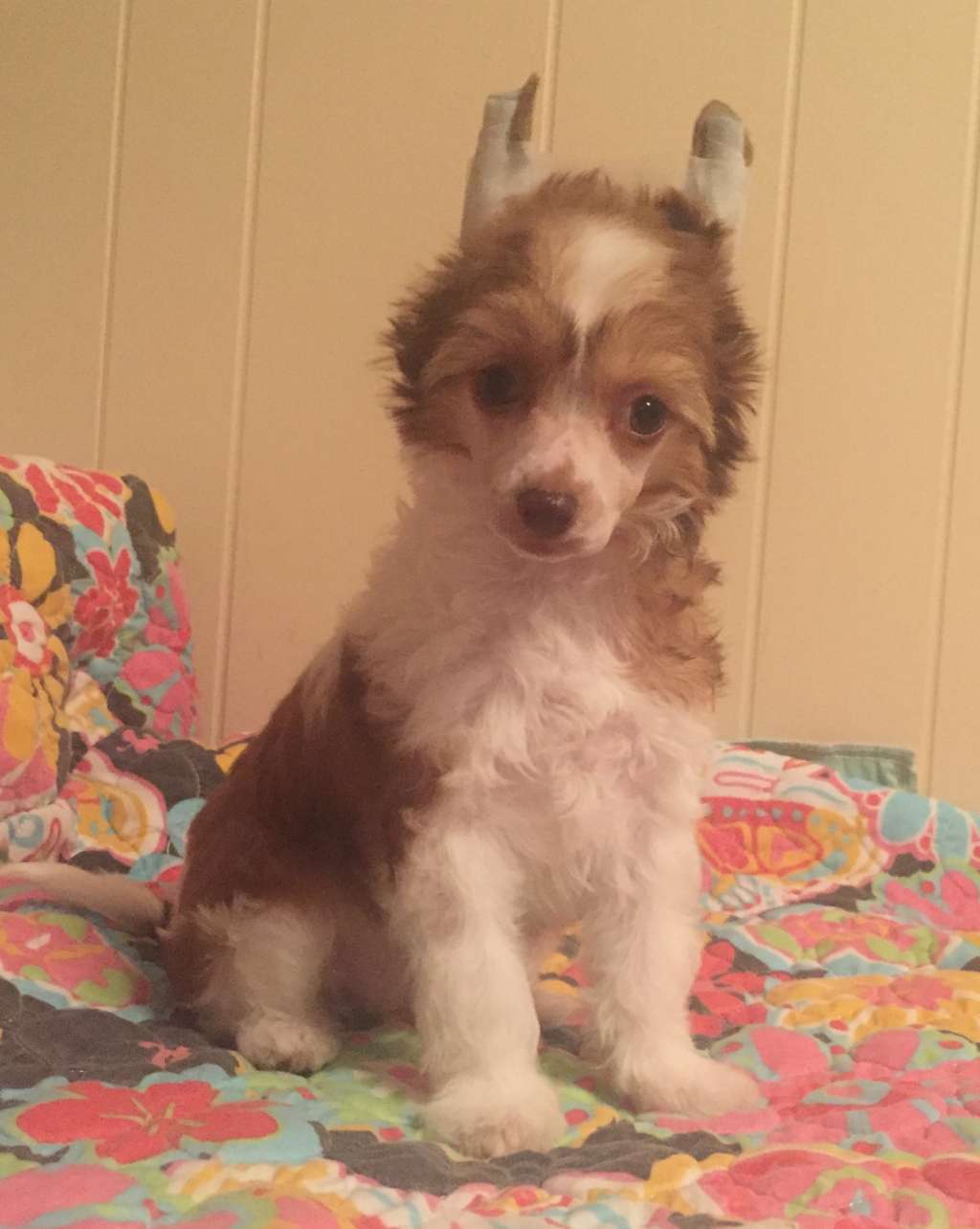 Soluna Jewels Phoenix Rising