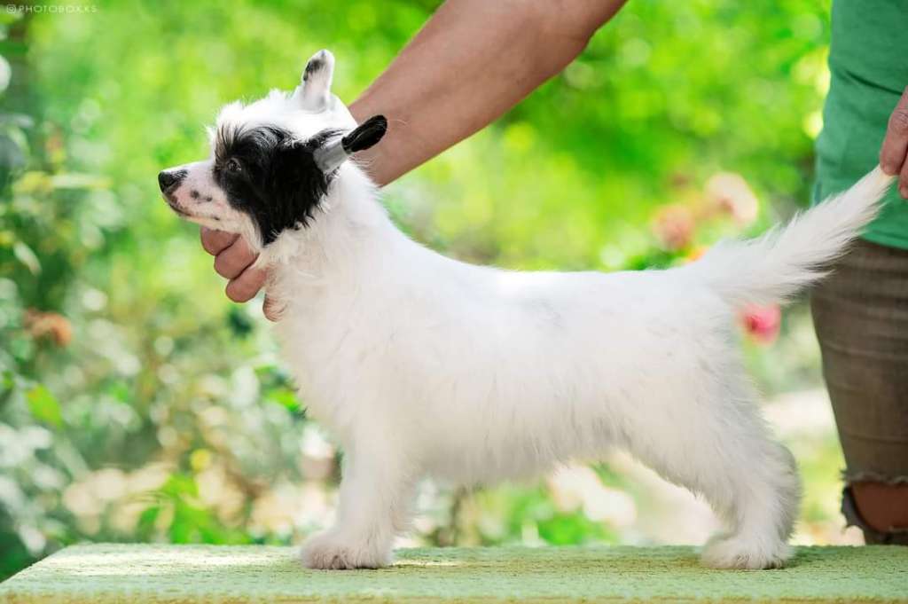 AZIYA Dneprovskoye Solntse