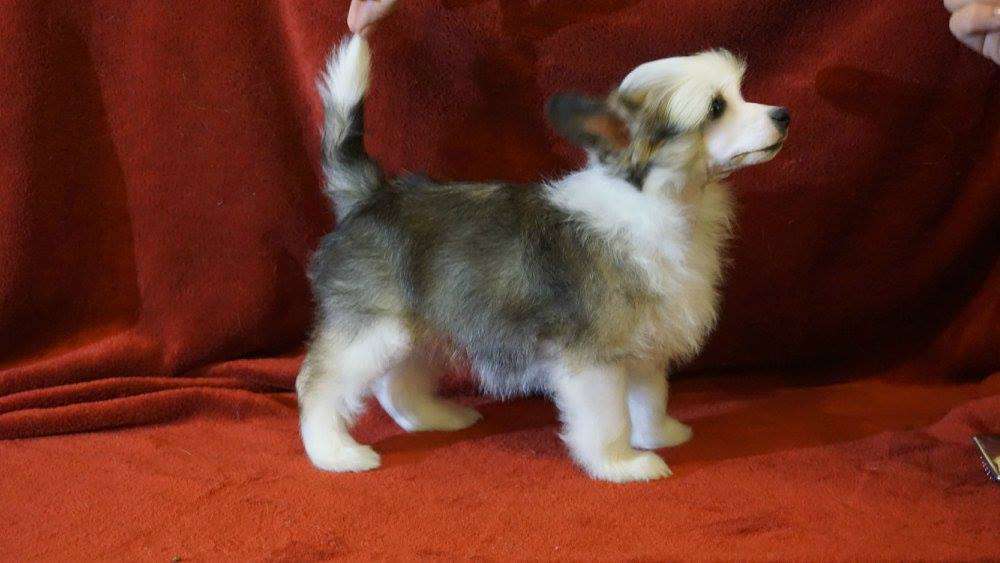 Forest Planet Of Dream