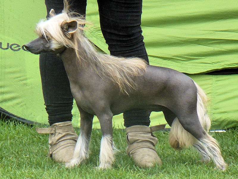 Gliwus Kretowiczka Nadobnisie i koczkodany