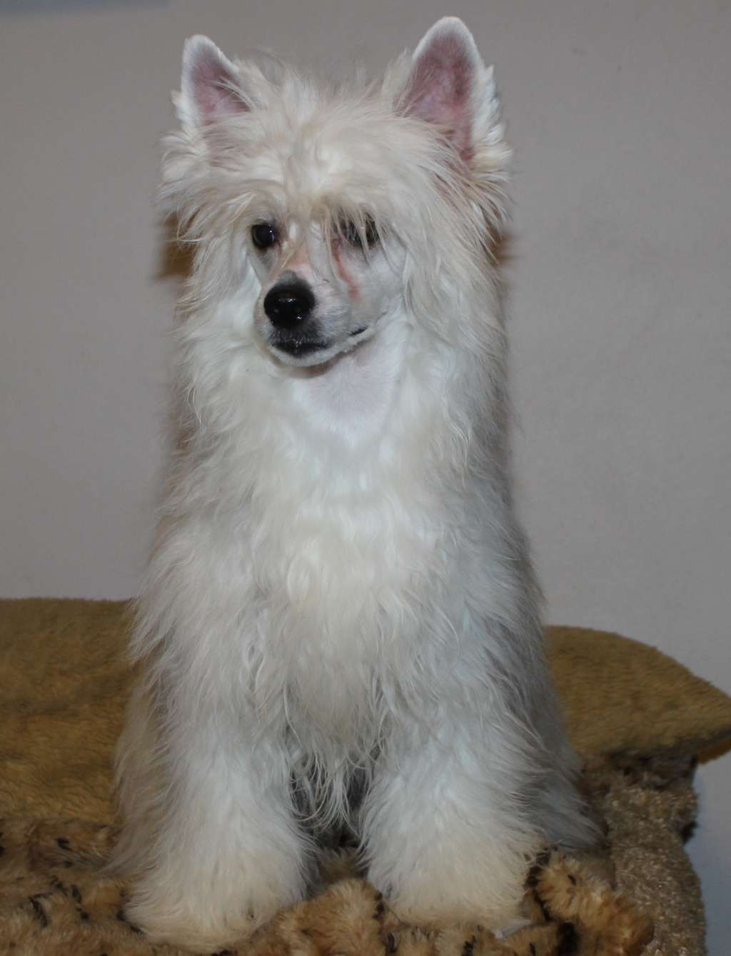 Bucci Royal Cool Lady