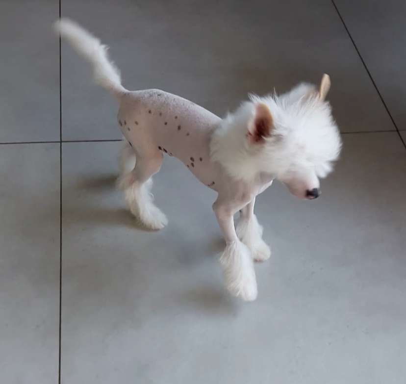 Maverick des Picholines