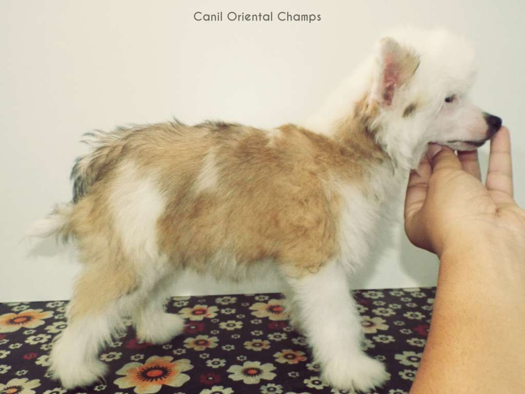 Oriental Champs Power of Red Pepper