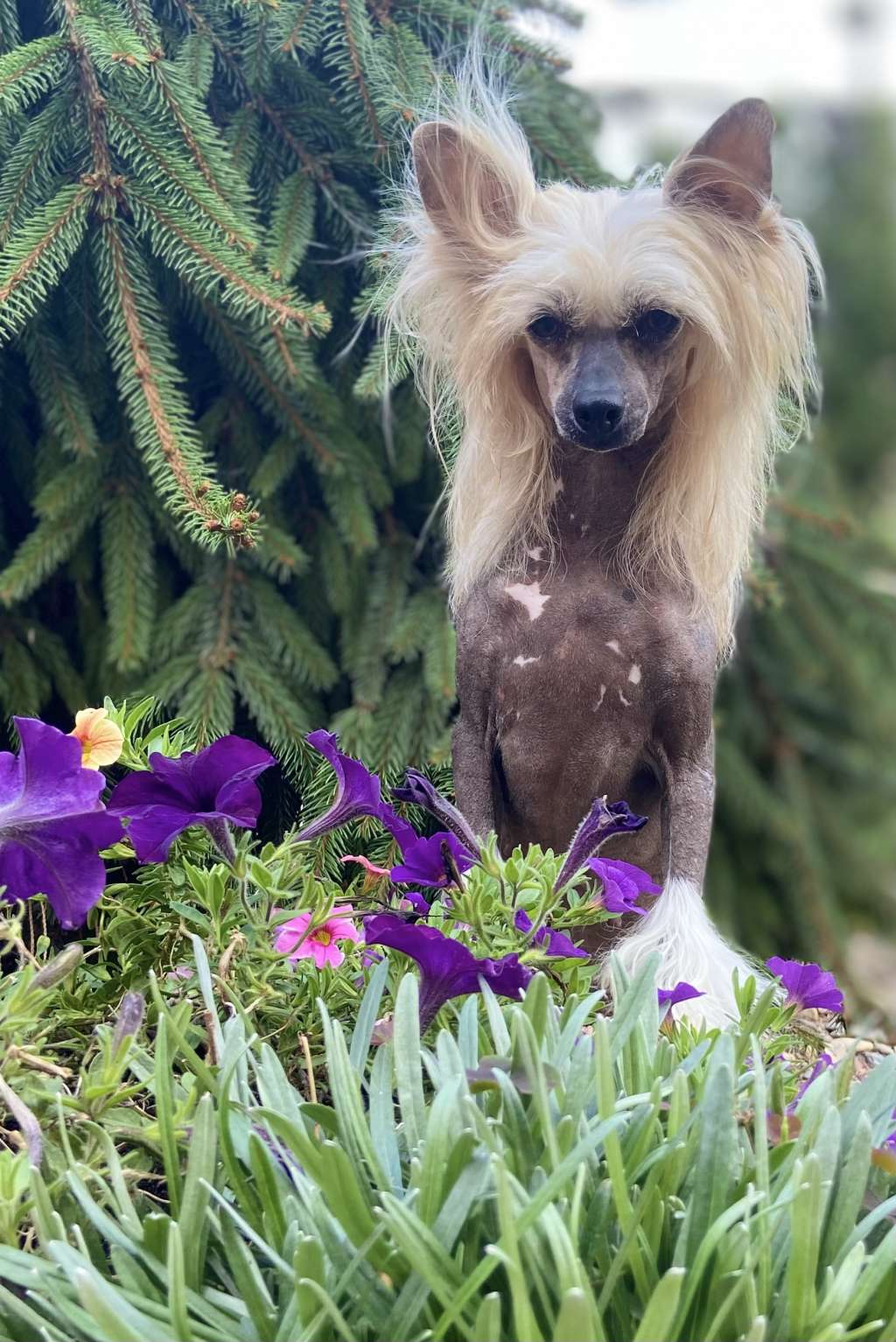 Edcullen's Glade Halleluja