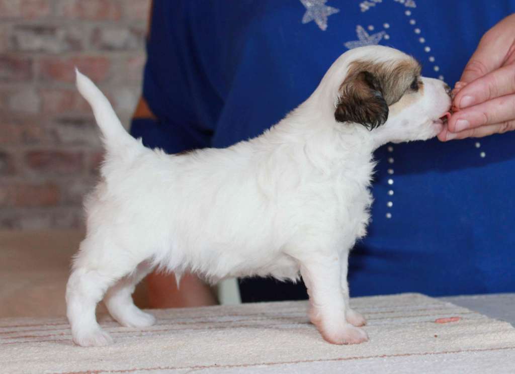 Chattanooga's Jätän Tän Tähän