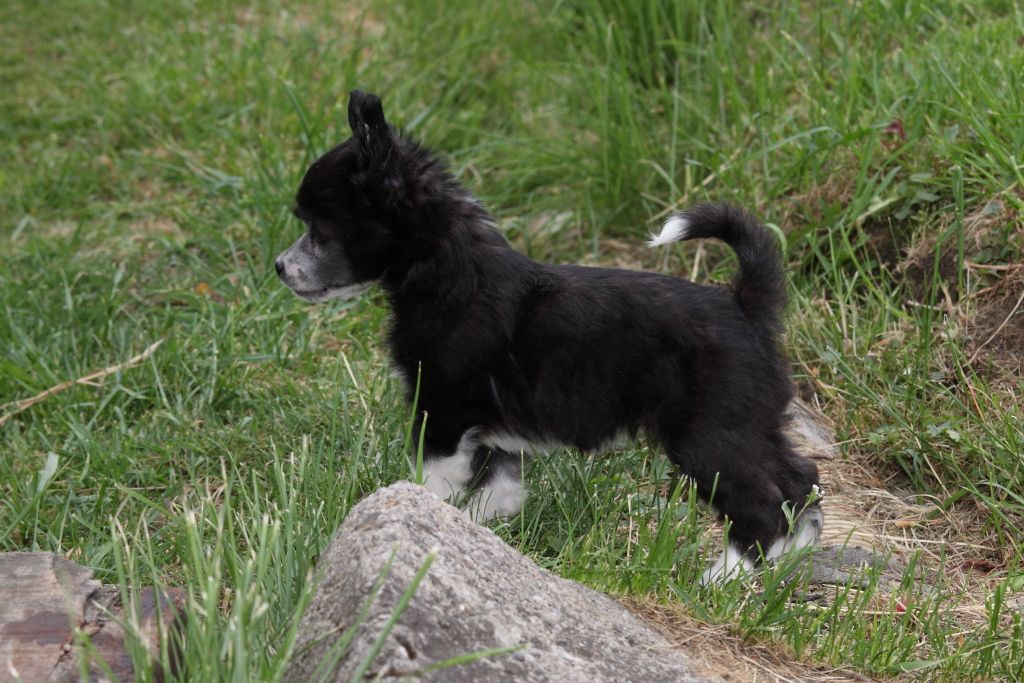 Bijou z Jasne Hvezdy