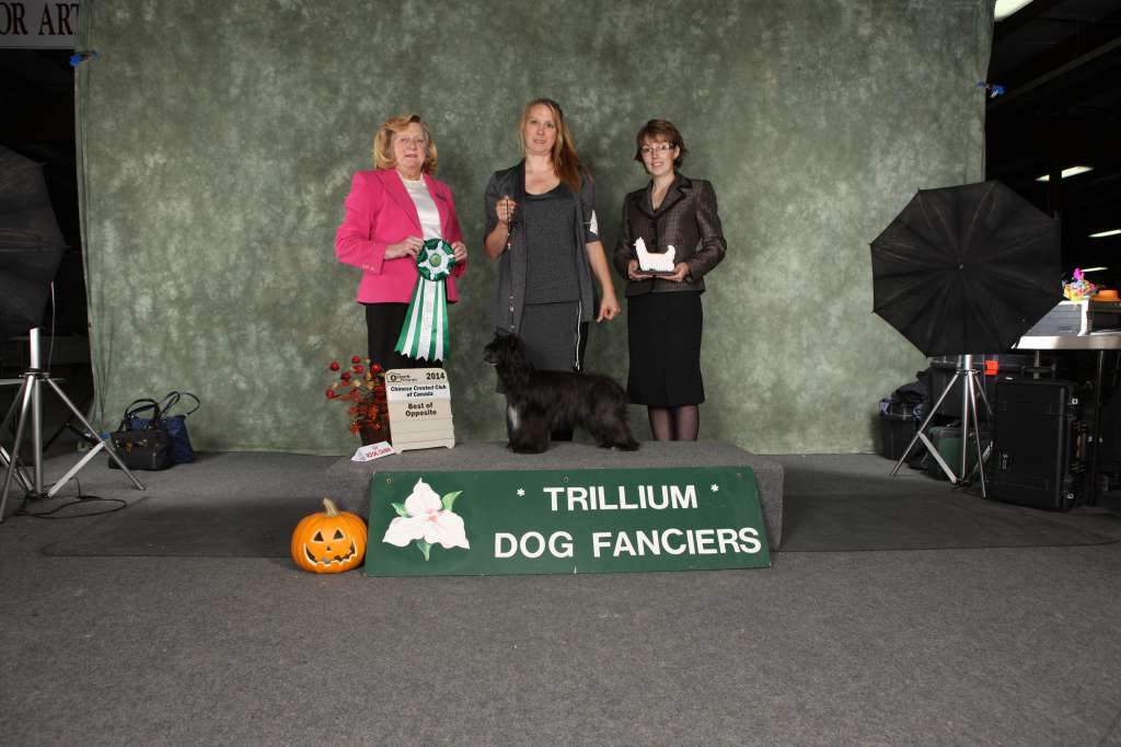 Nu Poil's Jump The Hoop N Loop