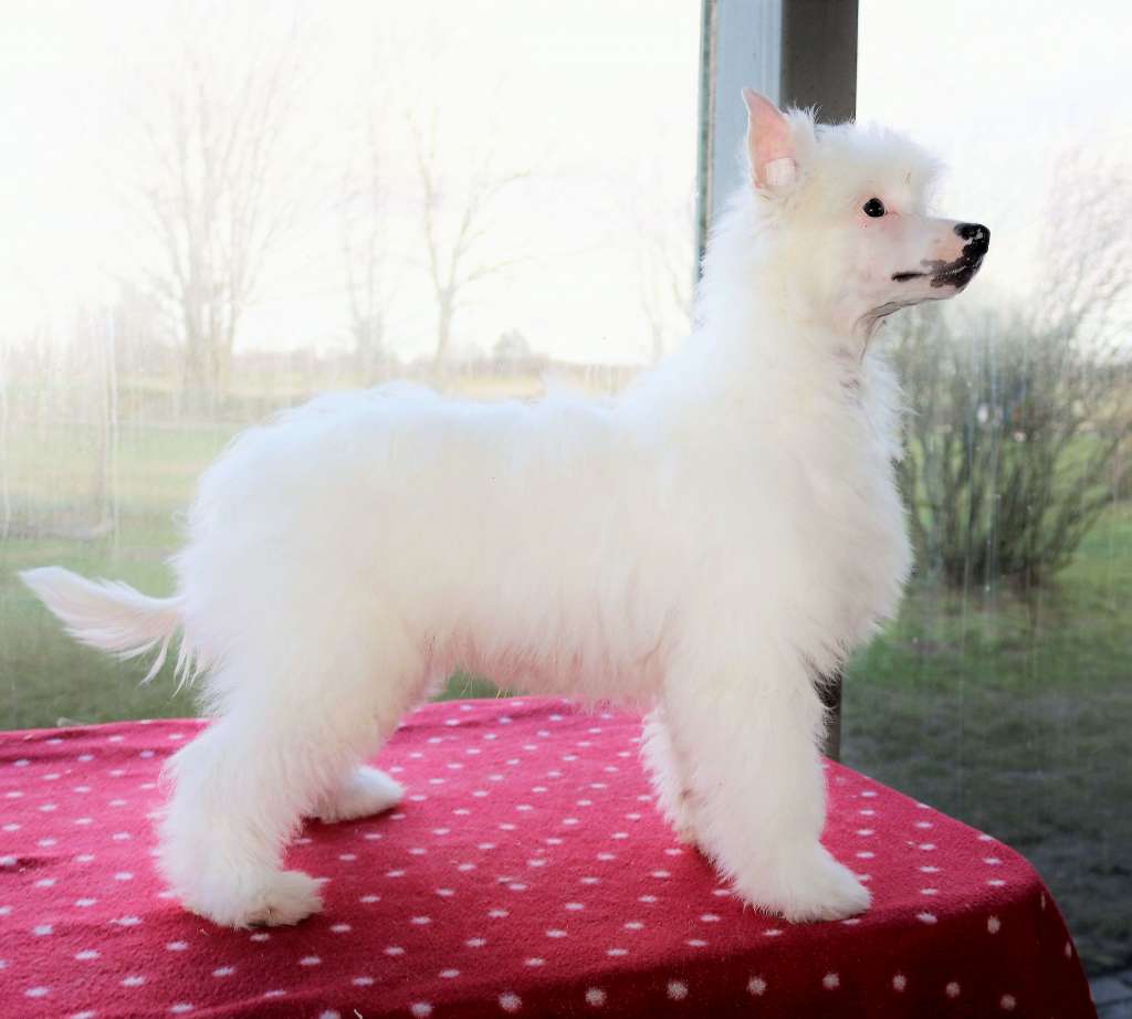 Be My Dog's Eddie The Eagle