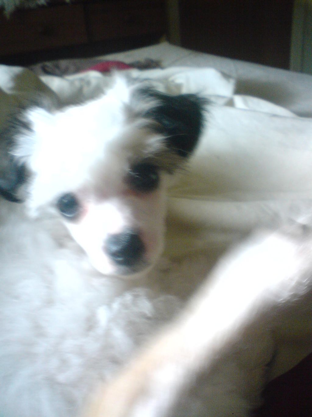 sigyns miss rhinestone