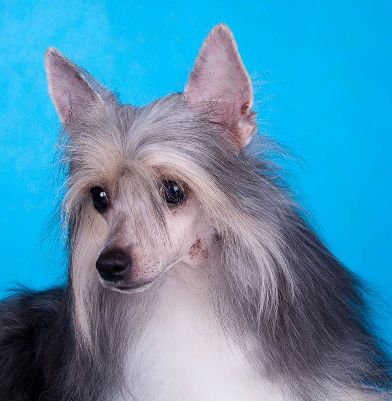 Dogland Happy Gostika