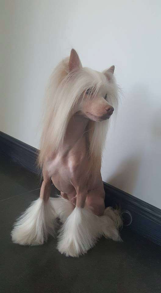 The Dream Come True Magma