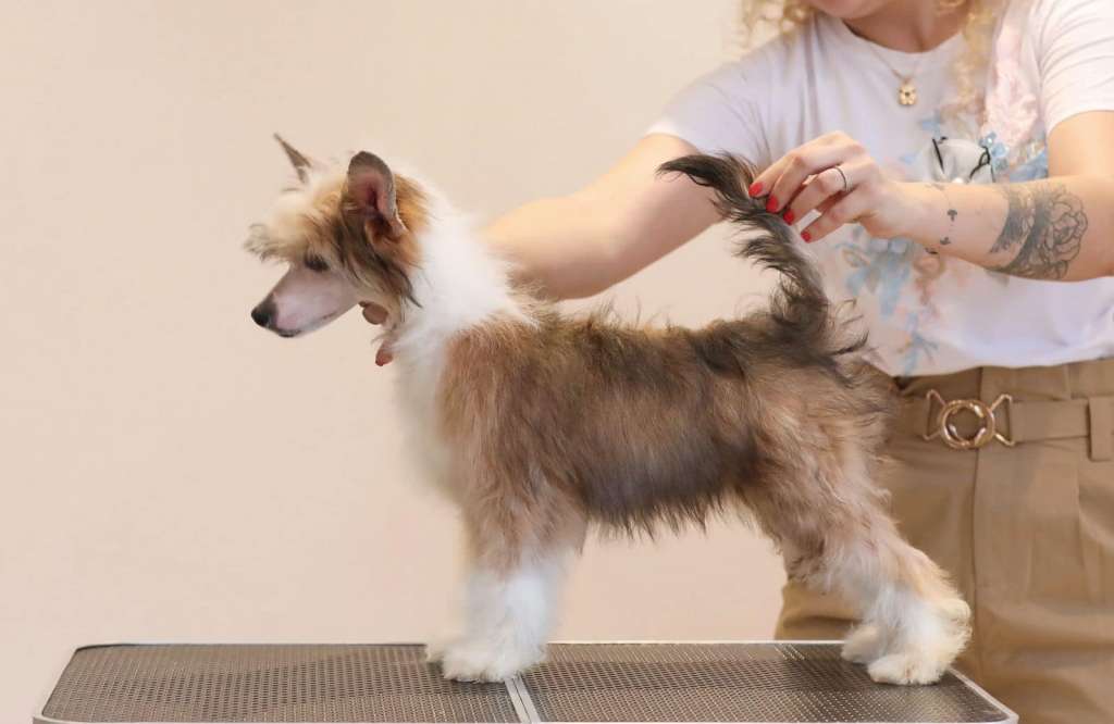 Rolana Family Nescafe