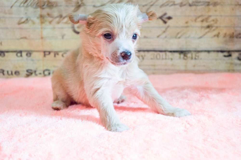 Oro Antenati Dreams Come True