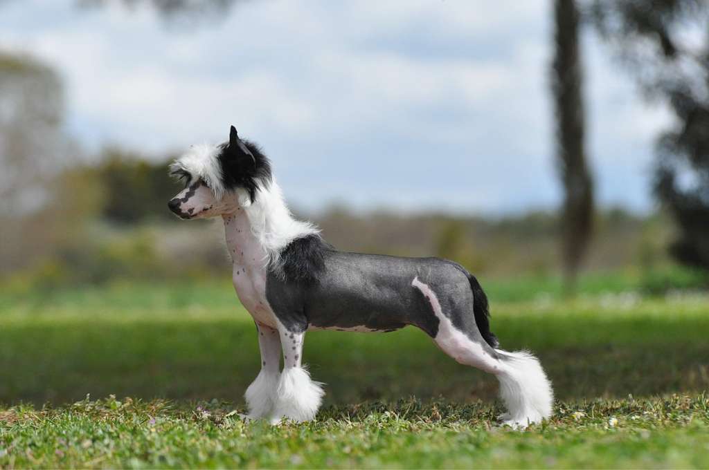 Victory's Laurel If You're A Star