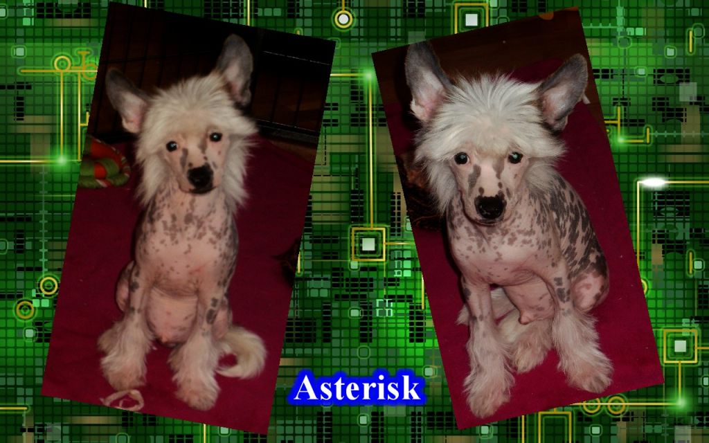 Little Cc Pony's Asterisk