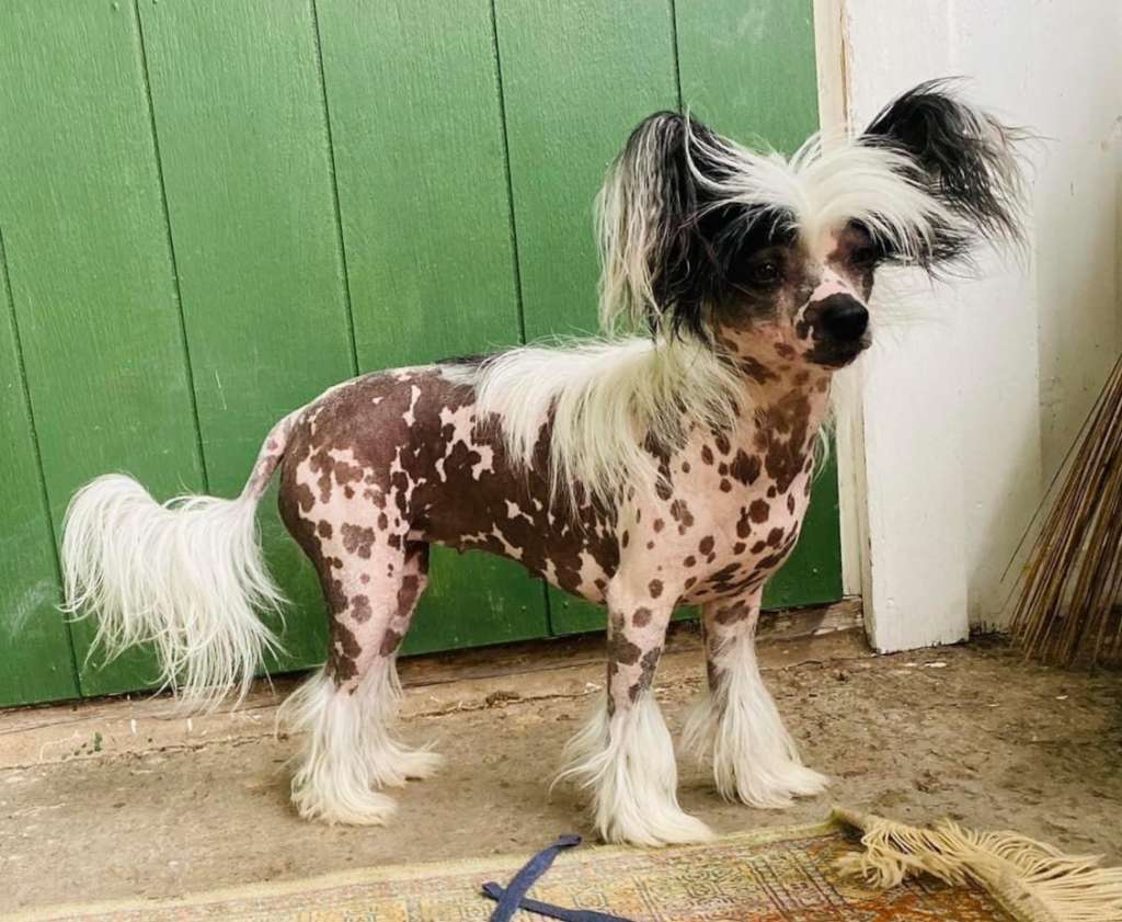 Crestilux Favorite Flirt