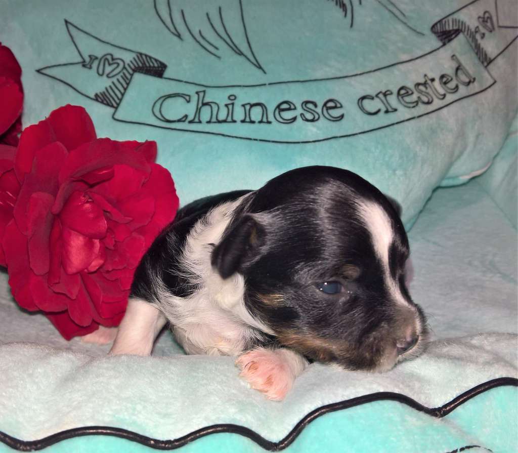 Jekadi's Emoji Mad Dance