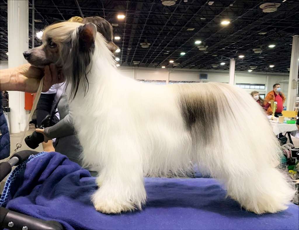 Be My Dog's Alexa Silky Pants