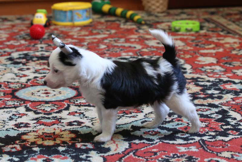 Alfa Laval Pam-Pam Americano