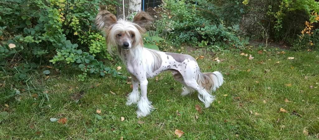 Mamres Even with Steven