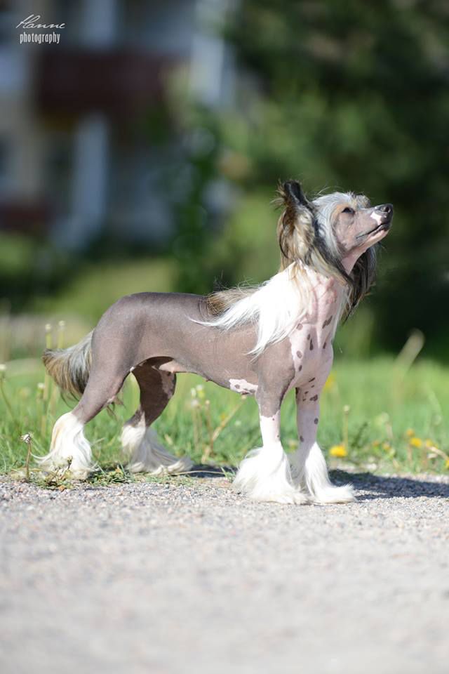 Jamming's A Little Luv Luv