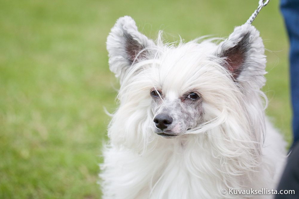 Macarena My Baltic Pearl