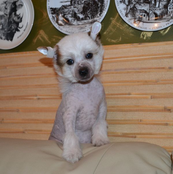 Direktor ot Volnogo Psa