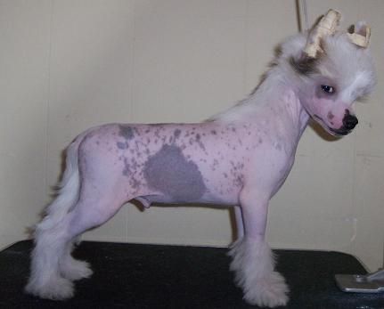 Crestyle Flying High Hl