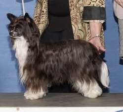 Soluna Jewels Born of Ice