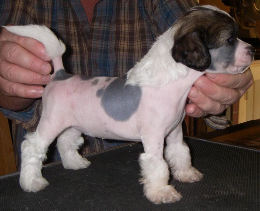 Untouchable's Live To Tell