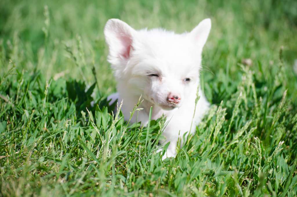 Roderick song of victory